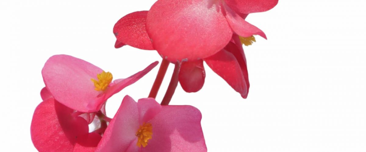 Begonia – Venta de flores comestibles, donde comprar flores comestibles,  comprar rosas comestibles, distribuidor de flores en México, envíos de  flores comestibles, mercado de flores comestibles, flores comestibles,  plantas comestibles, hojas comestibles,